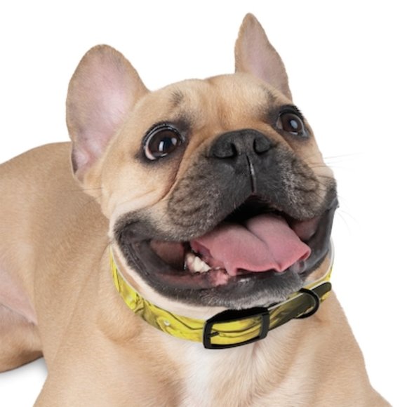 Small Dog Collar- Made to Order- (4) Buckle Options - Picture 1 of 6